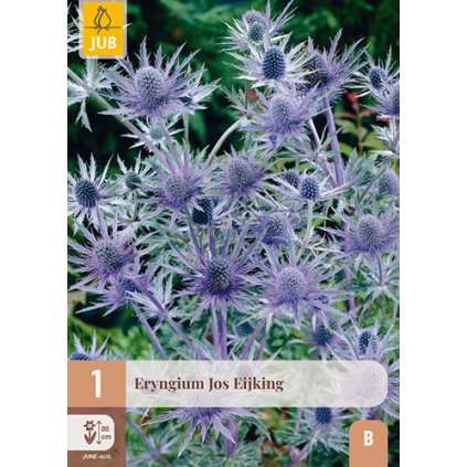 ERYNGIUM JOS EIJKING 1 ks