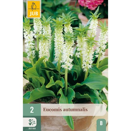EUCOMIS AUTUMNALIS 2 ks