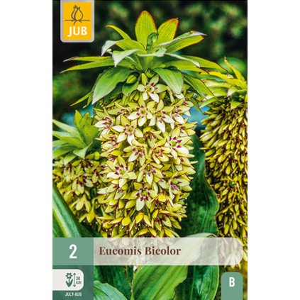 EUCOMIS BICOLOR 2 ks