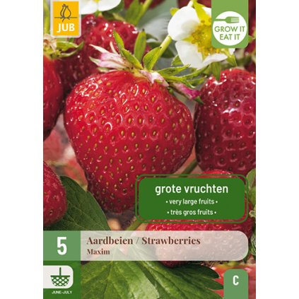 Jahodník / STRAWBERRIES MAXIM 5X