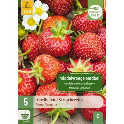FRAGARIA / STRAWBERRIES SENGA SENGANA 5X