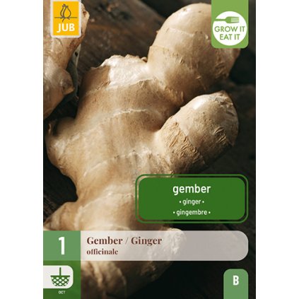 Zázvor OFFICINALE  1 ks