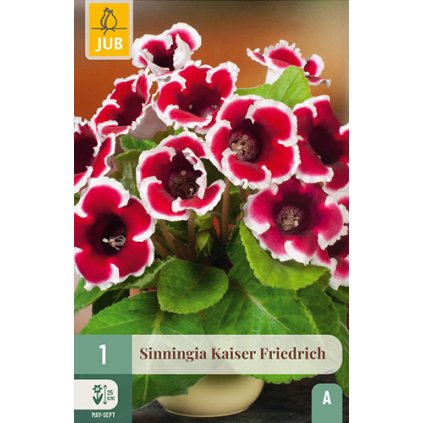 Gloxínie KAISER FRIEDRICH 1X
