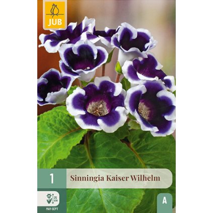 Gloxínie KAISER WILHELM 1 ks