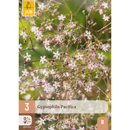 GYPSOPHILA PACIFICA 3X