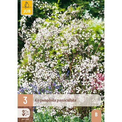 GYPSOPHILA PANICULATA 3X