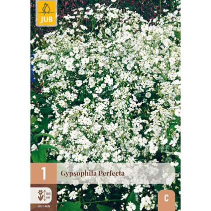 GYPSOPHILA PERFECTA 1X