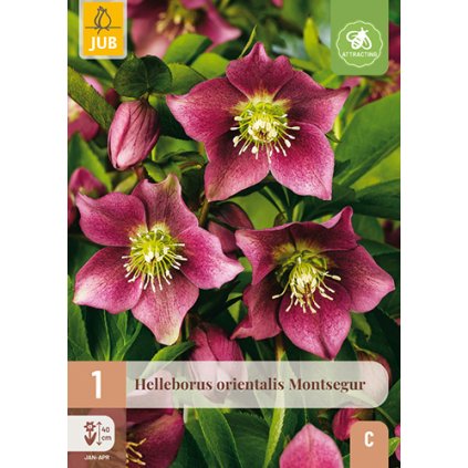 HELLEBORUS ORIENTALIS MONTSEGUR 1 ks