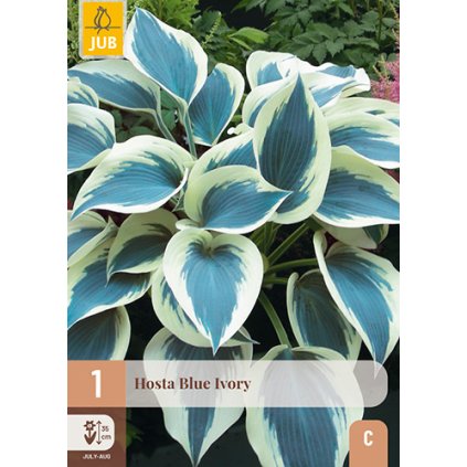 HOSTA BLUE IVORY 1X
