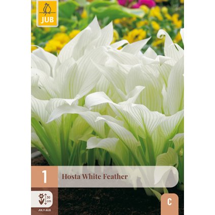 HOSTA WHITE FEATHER 1X