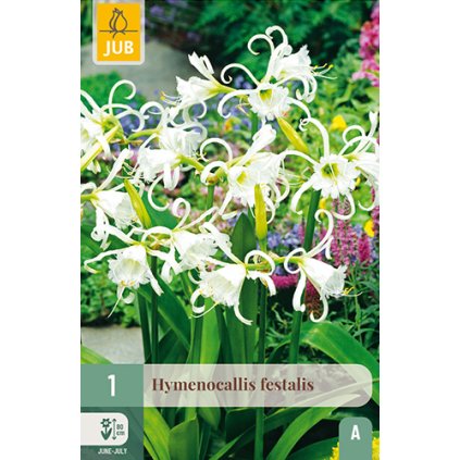 HYMENOCALLIS FESTALIS 1 ks
