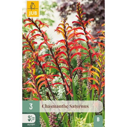 CHASMANTHE SATURNUS 3 ks