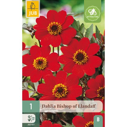 Jiřina BISHOP OF LLANDAFF 1X