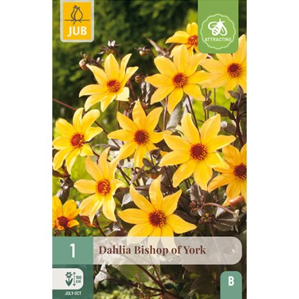 Jiřina BISHOP OF YORK 1X