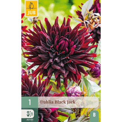 Jiřina BLACK JACK 1 ks