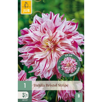 Jiřina BRISTOL STRIPE 1 ks