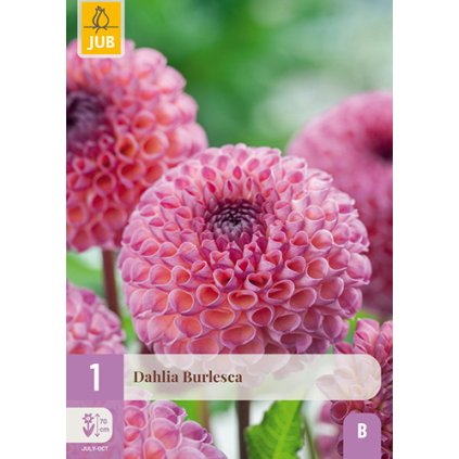 Jiřina BURLESCA 1 ks