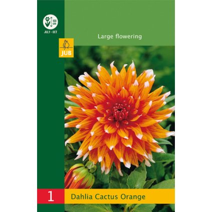Jiřina CACTUS ORANGE 1 ks