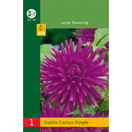 Jiřina CACTUS PURPLE 1X
