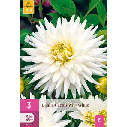 Jiřina CACTUS WHITE 3 ks
