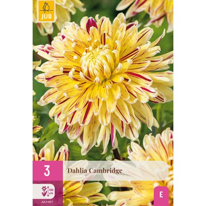 Jiřina CAMBRIDGE 3 ks