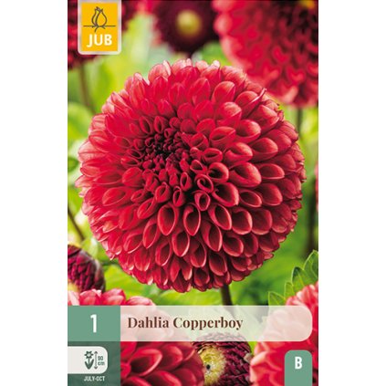 Jiřina COPPERBOY 1 ks