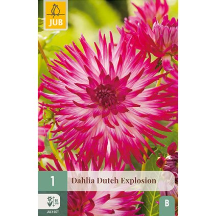 Jiřina DUTCH EXPLOSION 1 ks