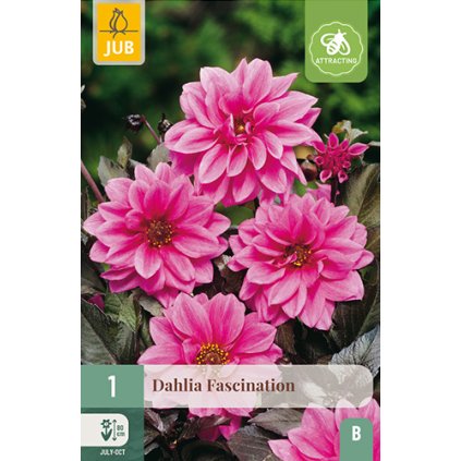 Jiřina FASCINATION 1 ks