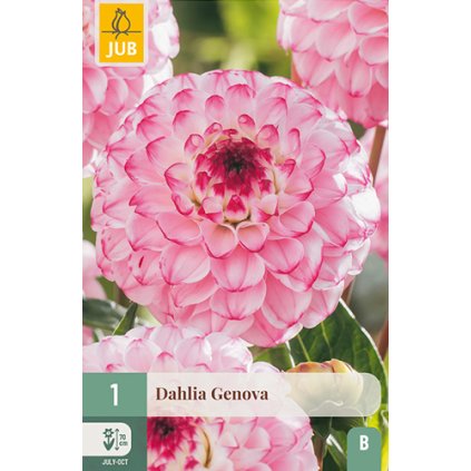 Jiřina GENOVA 1 ks
