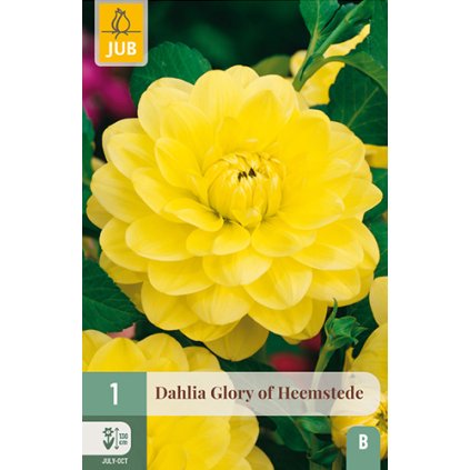 Jiřina GLORY OF HEEMSTEDE 1X