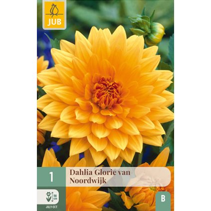 Jiřina GLORY OF NOORDWIJK 1X