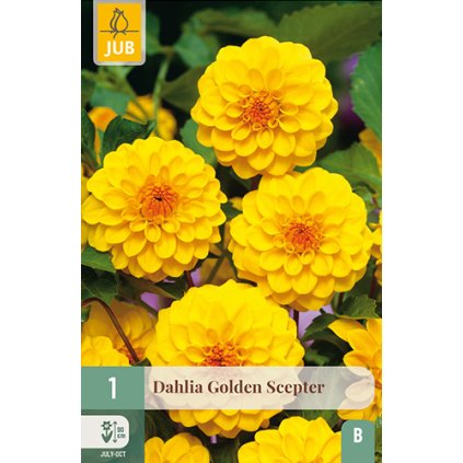 Jiřina GOLDEN SCEPTER 1 ks