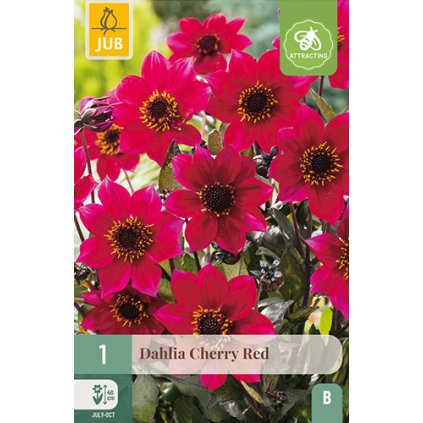 Jiřina CHERRY RED 1 ks