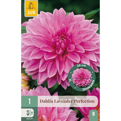 Jiřina LAVENDER PERFECTION 1 ks