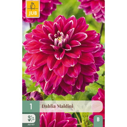 Jiřina MALDINI 1 ks