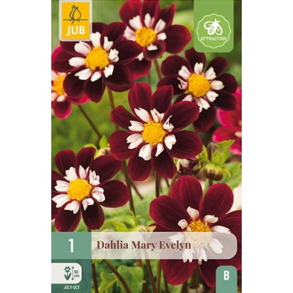 Jiřina MARY EVELYN 1X