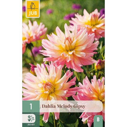 Jiřina MELODY GIPSY 1 ks