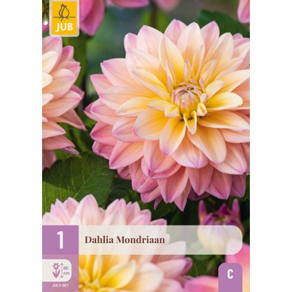 Jiřina MONDRIAAN 1X