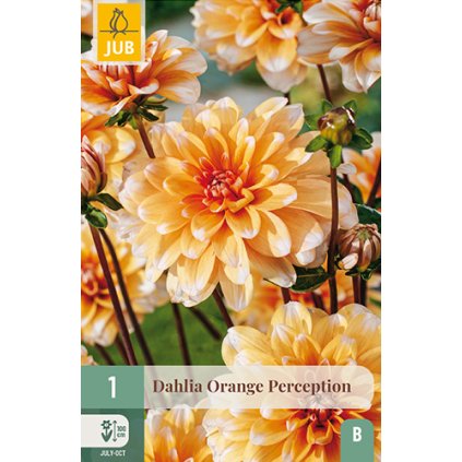 Jiřina ORANGE PERCEPTION 1 ks