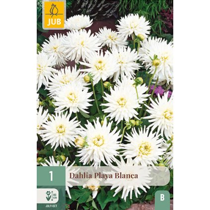 Jiřina PLAYA BLANCA 1X