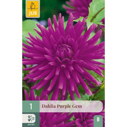 Jiřina PURPLE GEM 1 ks