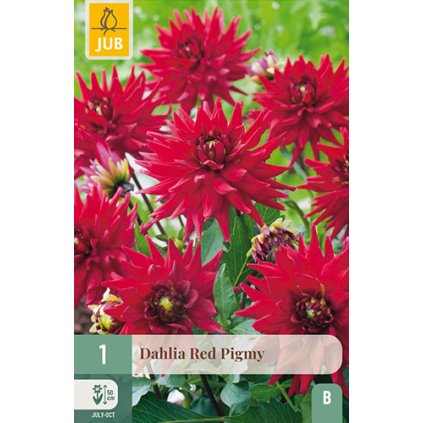 Jiřina RED PIGMY 1X