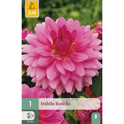 Jiřina ROSELLA 1 ks