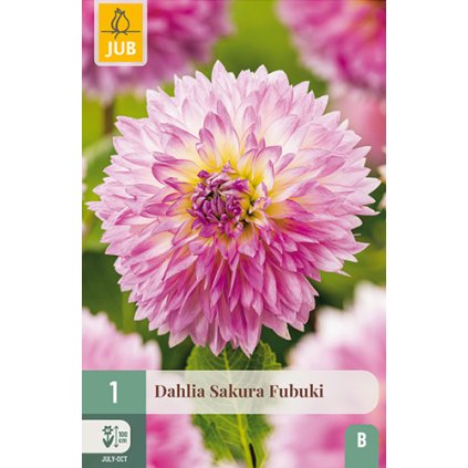 Jiřina SAKURA FUBUKI 1 ks