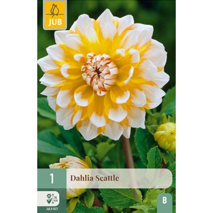 Jiřina SEATTLE 1 ks