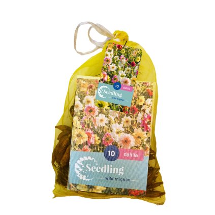 Jiřina SEEDLING MIGNON MIX 10X