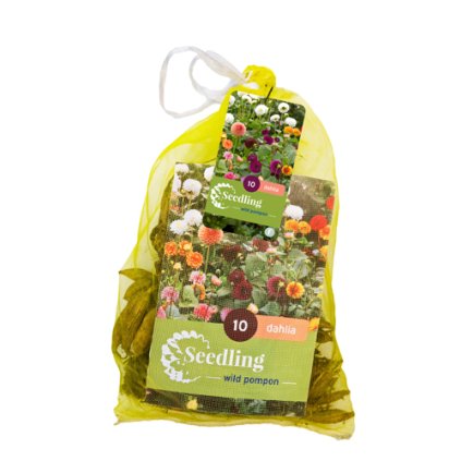 Jiřina SEEDLING POMPON MIX 10X