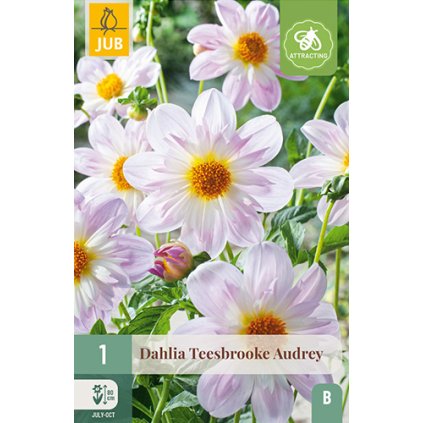 Jiřina TEESBROOKE AUDREY 1X