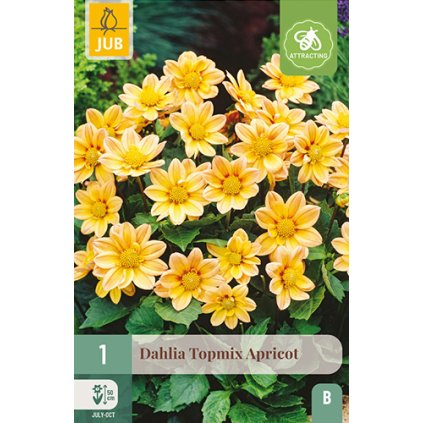 Jiřina TOPMIX APRICOT 1 ks
