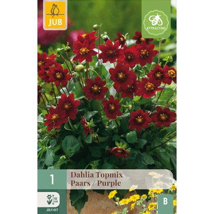 Jiřina TOPMIX PURPLE 1X